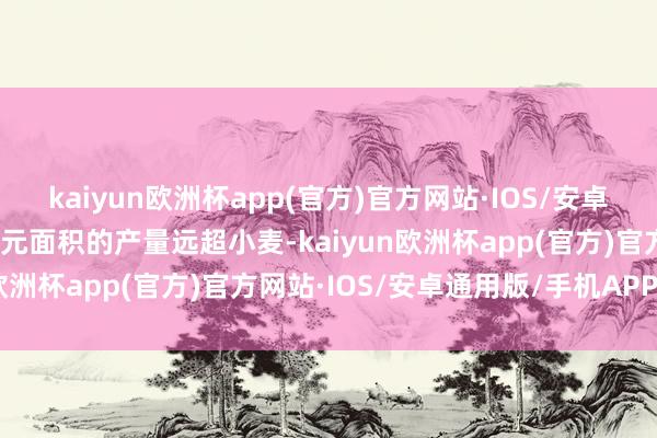 kaiyun欧洲杯app(官方)官方网站·IOS/安卓通用版/手机APP下载单元面积的产量远超小麦-kaiyun欧洲杯app(官方)官方网站·IOS/安卓通用版/手机APP下载