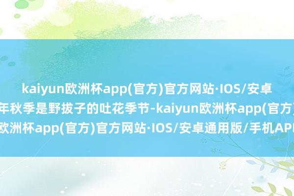 kaiyun欧洲杯app(官方)官方网站·IOS/安卓通用版/手机APP下载每年秋季是野拔子的吐花季节-kaiyun欧洲杯app(官方)官方网站·IOS/安卓通用版/手机APP下载